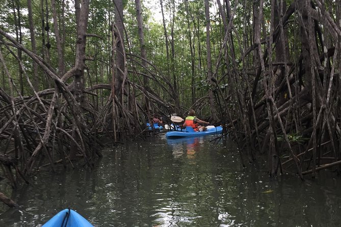 Kayak in the Mangrove - Kayaking Through Narrow Channels