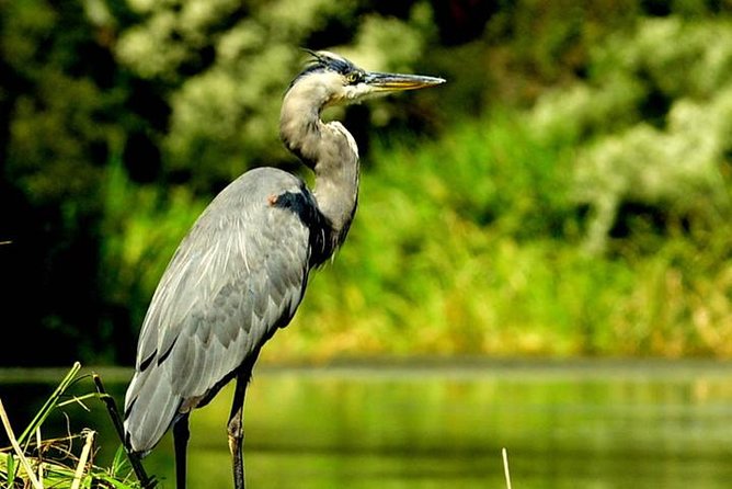 Kayak Swamp Tour With Transportation From New Orleans - Transportation Details