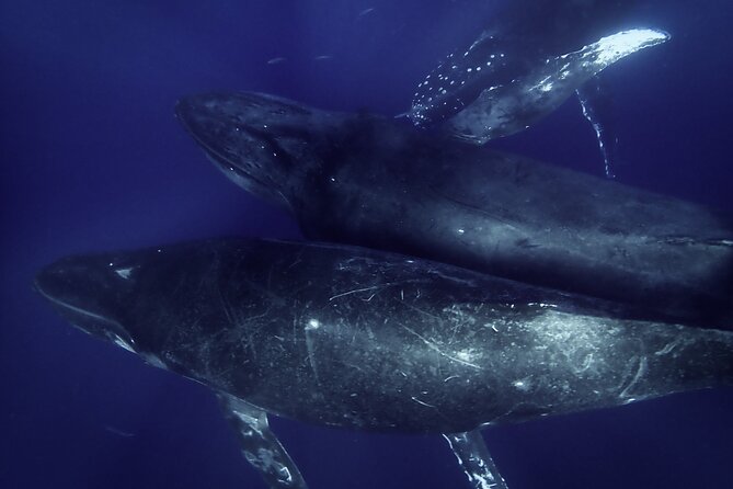 Kayak Whale Watching Tour (7am-10am) - Tour Inclusions