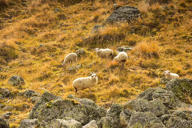 Kazbegi - One Day Trekking Private Tour to Angel Mountain 3096 M - Inclusions and Amenities