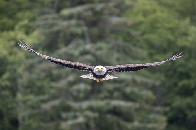 Ketchikan Whale Watching and Nature Tour - Meeting and Pickup
