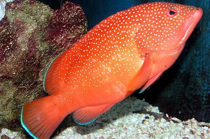 Key West Aquarium Admission - Admission Pricing Information