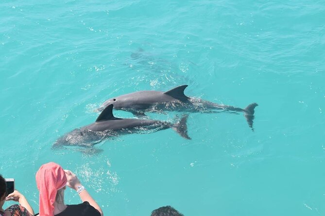 Key West: Dolphin Watching Cruise & Snorkeling Unlimited Beer & Soda - Meeting Point and Logistics