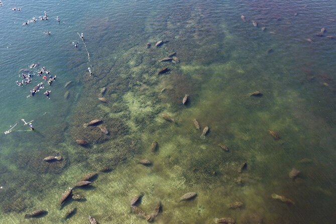 Kings Bay Manatee Watching Cruise - Captains Insights and Local Knowledge