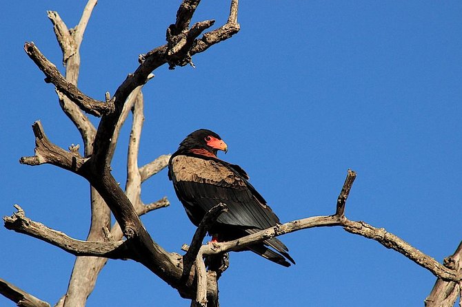 Kruger National Park Full Day Safari Tour - Inclusions and Exclusions