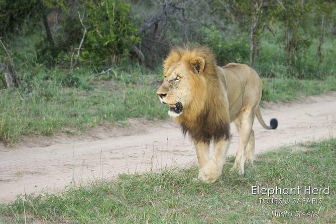 Kruger National Park Morning Game Drive From Hazyview - Wildlife Spotting Experience