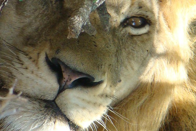 Kruger National Park Private Guided Tour - Pickup and Meeting Points