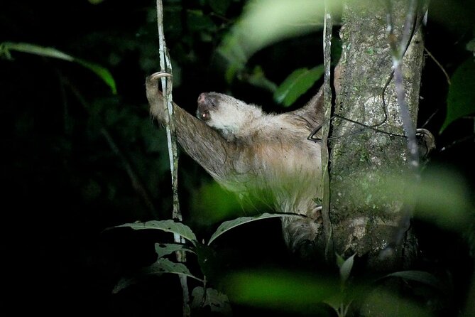 La Fortuna Night Walk in High Biodiversity Rainforest - Meeting Point and End