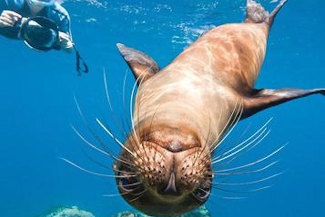 La Jolla Cove and Cave Snorkel Tour - Meeting Point and Accessibility