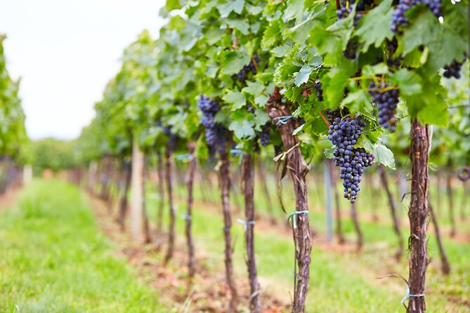 Lake Como: Food and Wine Tour in Colico - Whats Included in the Tour