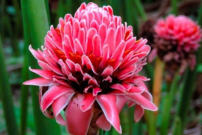 Lancetilla Botanical Garden From San Pedro Sula - Accessibility Information