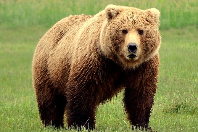 Late Summer Bear Viewing in Katmai National Park - Traveler Requirements and Limitations