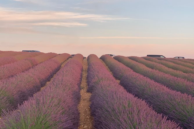 Lavender Fields Visit With Private Transportation  - Marseille - Highlights of the Private Experience