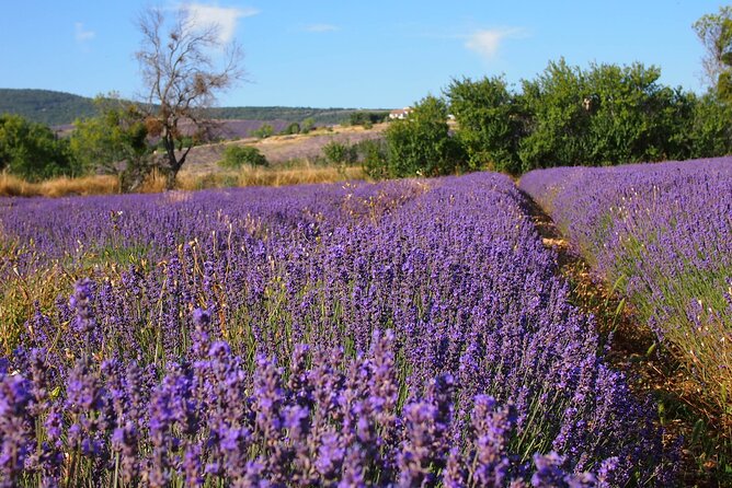 Lavender Full-day Tour in Sault From AIX-EN-PROVENCE - Additional Information