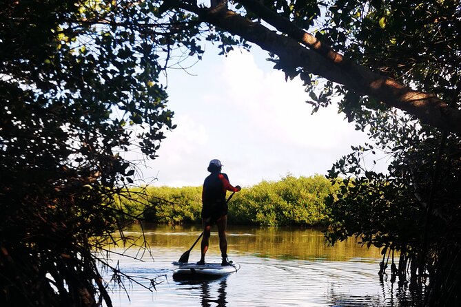 Learn Paddle Board and Explore the Mangroves of Progreso - Schedule and Availability