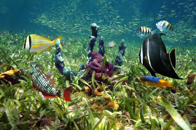 Learn to Scuba Dive With a Professional Instructor in Key Largo - All Inclusive - Health and Safety Guidelines
