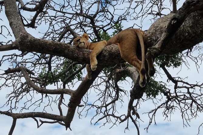 Leopard Luxury Safari in Tanzania - Accommodation Highlights