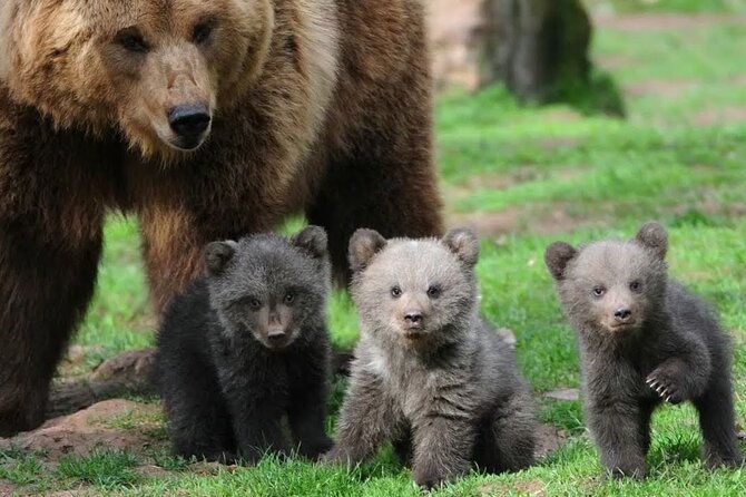 Libearty Bear Sanctuary and Dracula Castle From Brasov - Meeting and Pickup Information