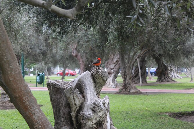 Lima: City Biking - Discovering Barrancos Artistry
