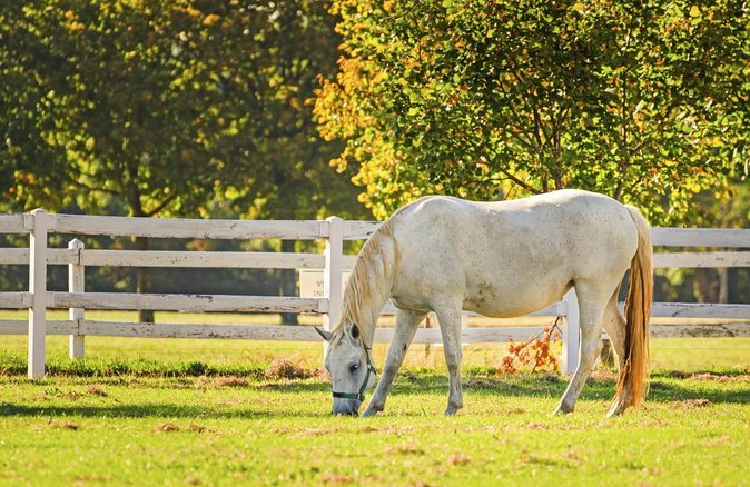 Lipica Stud Farm- Private Experience From Koper - Meeting and Pickup Details