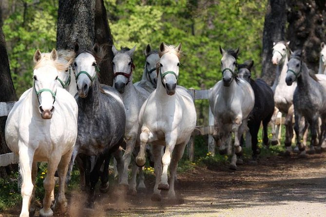 Lipica Stud Farm & Skocjan Caves - Small Group Tour From Trieste - Itinerary Highlights