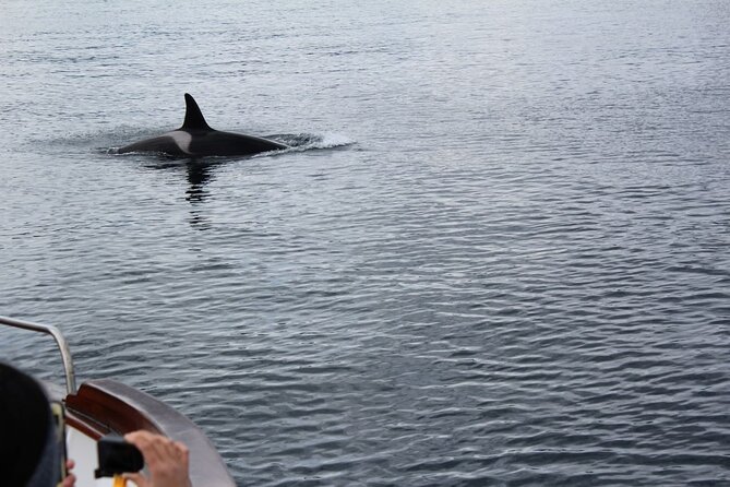 Lofoten Islands Full Day Luxury Fjord Cruise & Fishing With Lunch - Fishing Equipment and Gear