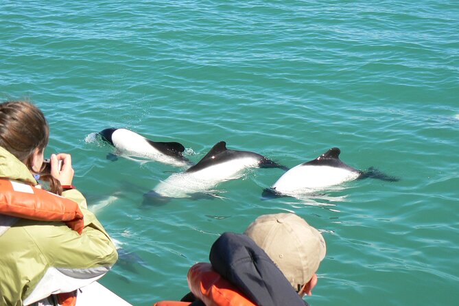 Lower Valley of the Chubut River With Dolphins Boat Watching - Highlights of the Boat Watching