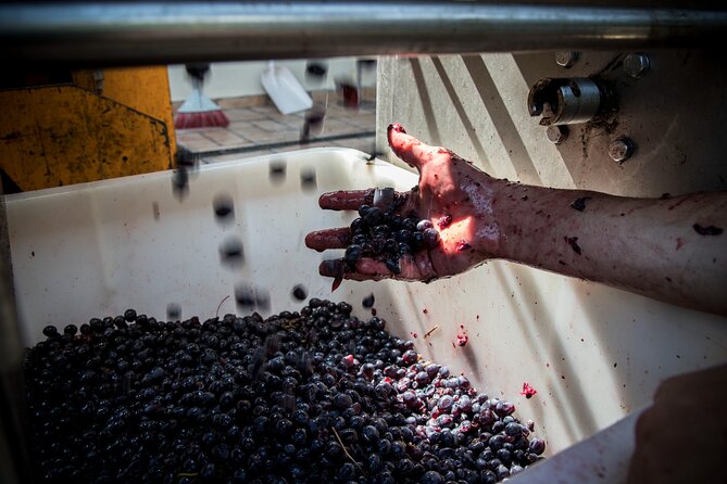 Lucca - Wine Tasting at Tenuta Mareli - Accessibility and Participation