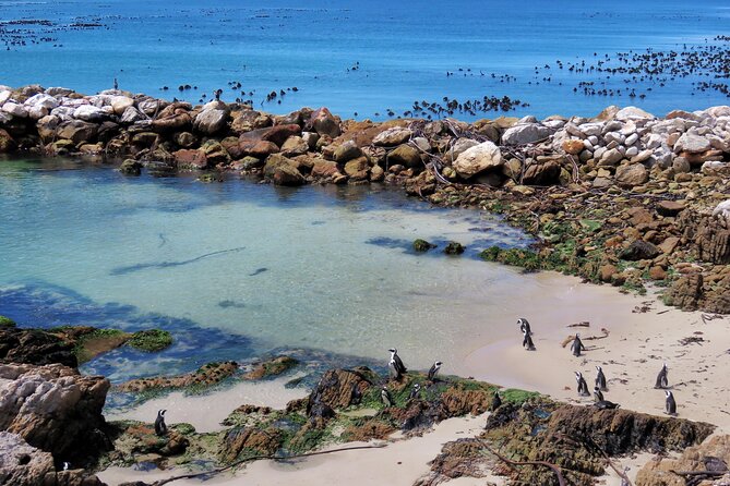 Luxury 2-Day In & Out Garden Route Safari Tour - Sunrise and Sunset Game Drives
