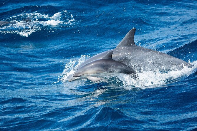 Luxury Whale Watching: Fewer People, Extra Speed, Expert Staff - 360-Degree Viewing Comfort