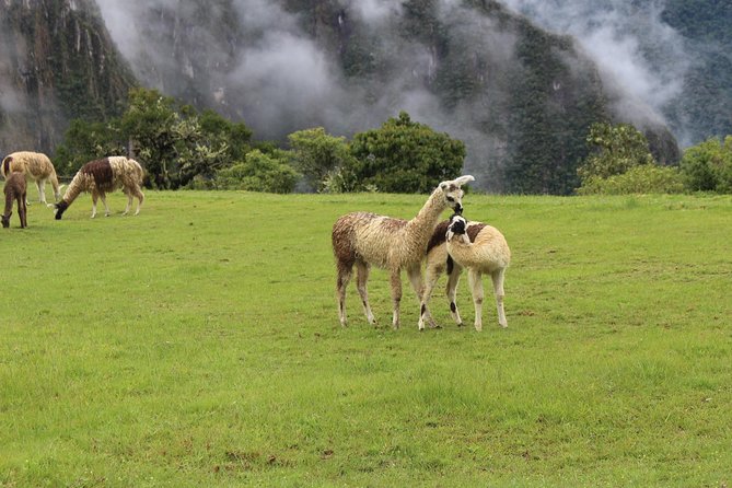 Machupicchu Day Tour Guided From Cusco - Pickup Information