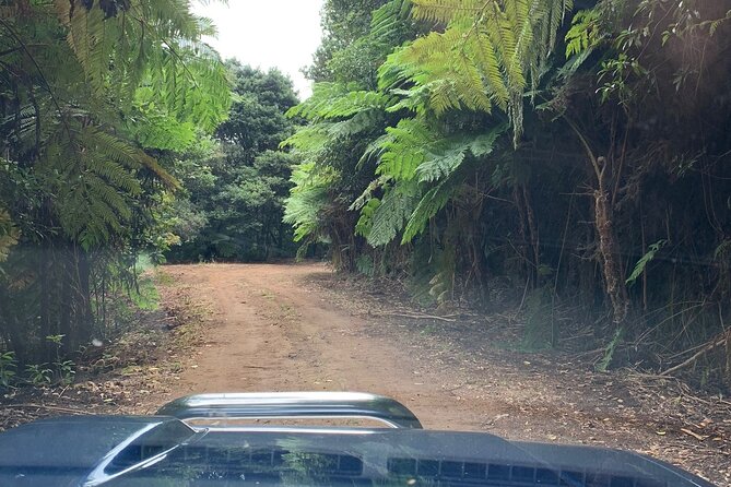 MADEIRA: Jeep Safari to Pico Arieiro & Santana Local Houses - Accessibility and Recommendations