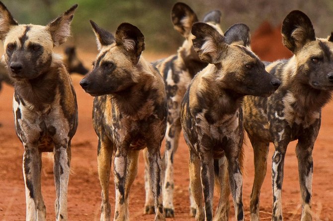 Madikwe Game Reserve Day Tour (Minimum per Booking: 5 People) - Pickup and Accessibility