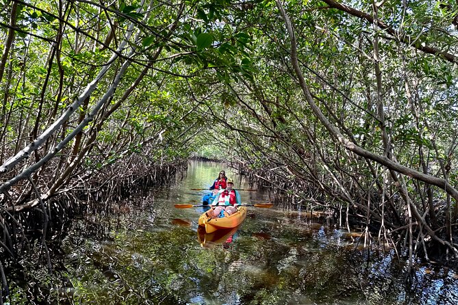 Mangrove Tunnel Kayak Eco Tour - Observing Native Wildlife