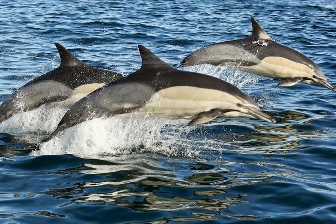 Marine Big 5 Full Day Guided Return Transfer Cape Town - Gansbaai - Highlights of the Cruise
