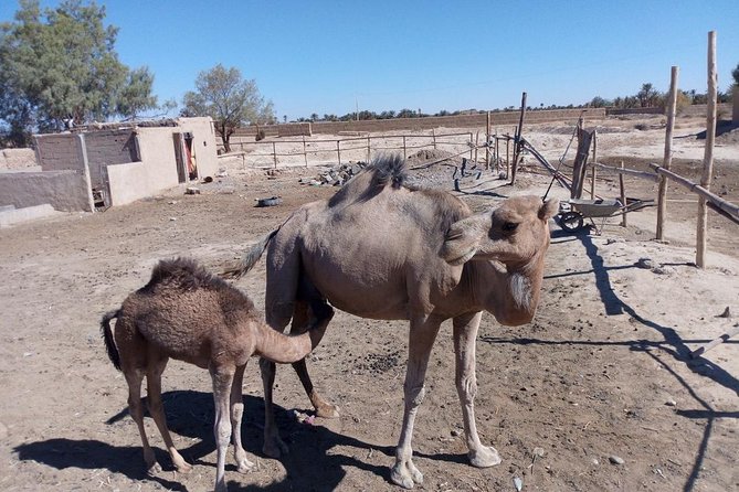 Marrakech - Merzouga Desert - Marrakech 3 Days 2 Nights - Pickup and Meeting Details
