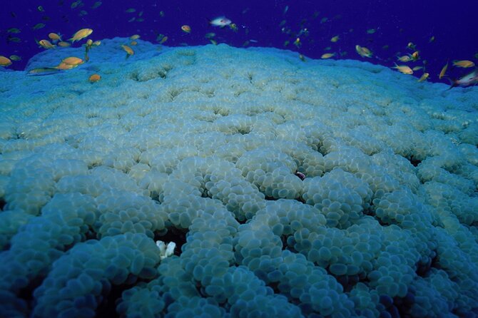 Marsa Alam: Snorkel With Sea Cows and Turtles at Marsa Mubarak - Marine Life Highlights