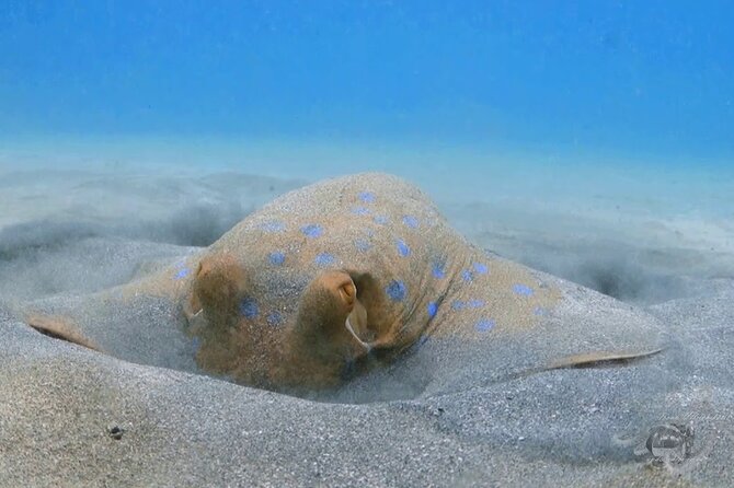Marsa Mubarak Full Day and One Intro Diving With Lunch, Transfer - Marsa Alam - Whats Included