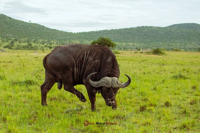 Masai Mara 3 Days Tour Safari Private 4WD Landcruiser - Maasai Village Walk (Optional)