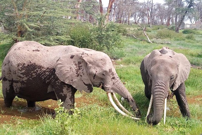 Masai Mara Full Day Tour From Nairobi, Naivasha or Nakuru - What Youll See