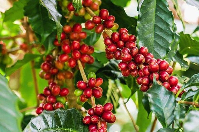 Materuni Waterfalls and Coffee Tour - Unique Coffee Farming Experience