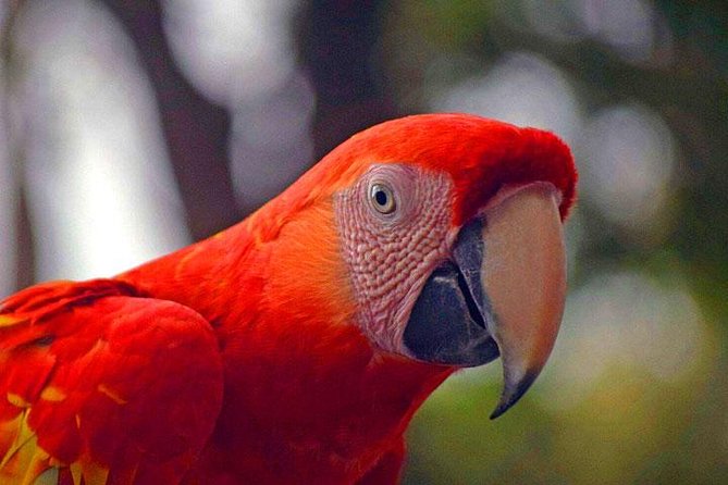Mayan Eden Eco Wildlife Park, City Tour & Private Transfer - Accessibility and Participation