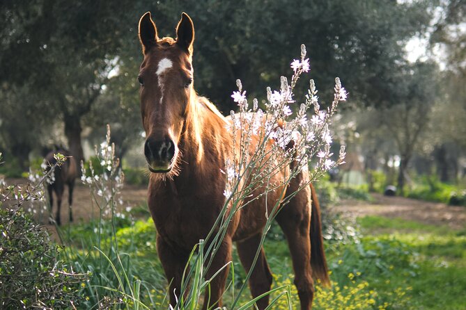 Meditation Activity: Mindfulness With Horses in Zahora - Accessibility and Participation