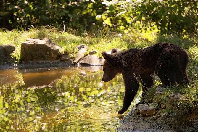 Meet the Bears & Visit Dracula Castle Day Tour From Bucharest - Bear Sanctuary Experience