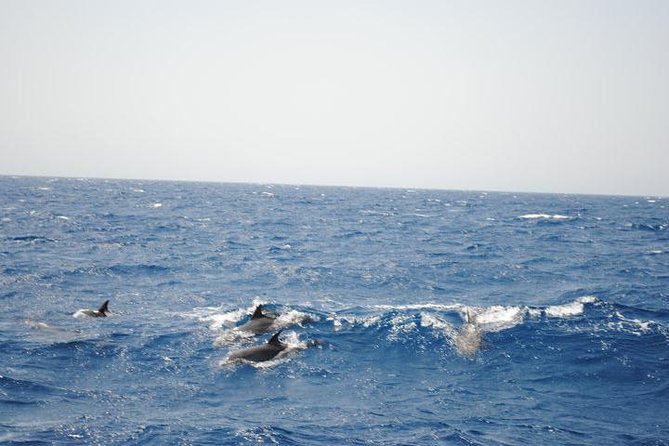 Meet the Dolphins in Snorkeling Tour - Highlights of the Tour Itinerary