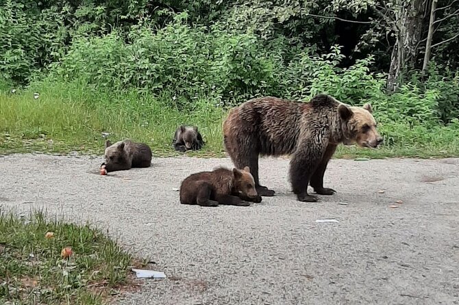 Meet Wild Brown Bears on the Roads to Real Draculas Fortress - Review Breakdown and Quality