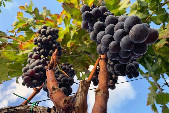 Messina Wine Tasting Experience - Inclusions