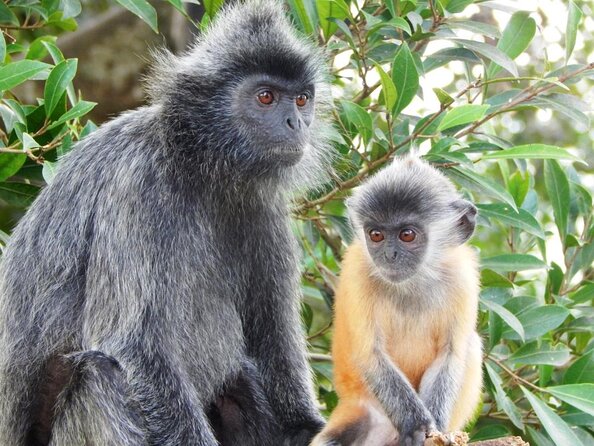 Monkey Hill, Eagle and Firefly Tour - Pricing Details