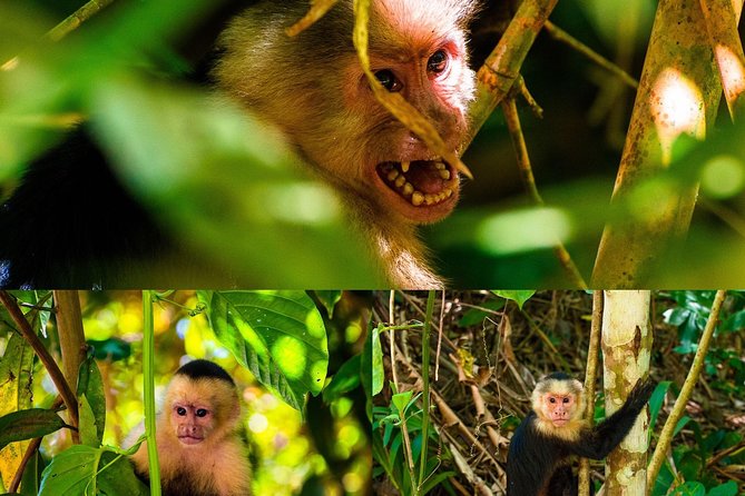 Monkey Tour. - Meeting and Pickup