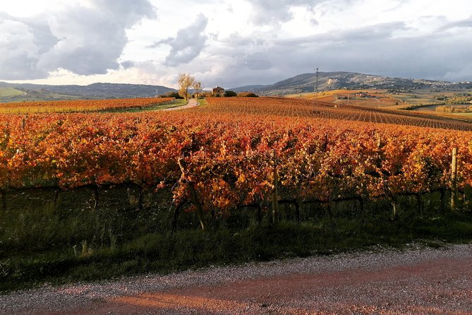 Montefalco: Historic Cellar and Vineyard Tour With Wine Tasting - Diverse Wine Varieties Sampled